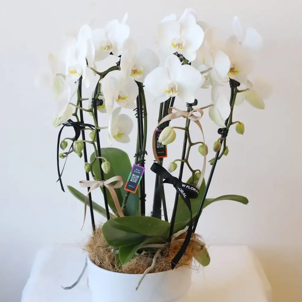 W Floral Studio، عکس 2 از اینستاگرام