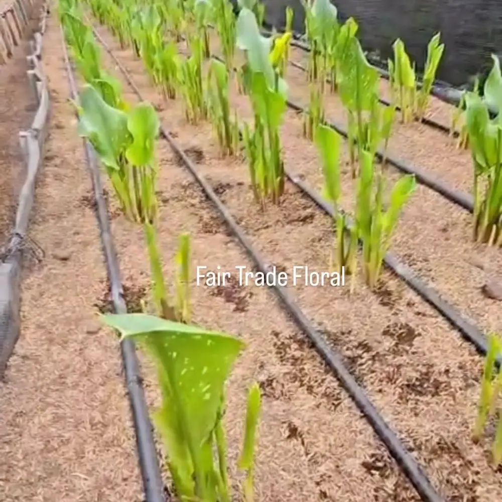 Fair Trade Floral Inc، عکس 2 از اینستاگرام