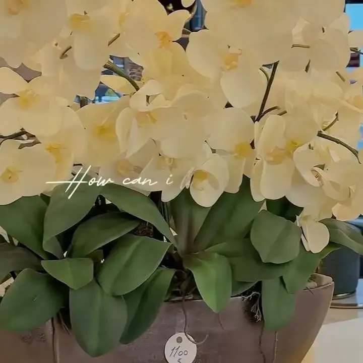 دریم آرت گالری، عکس 2 از اینستاگرام