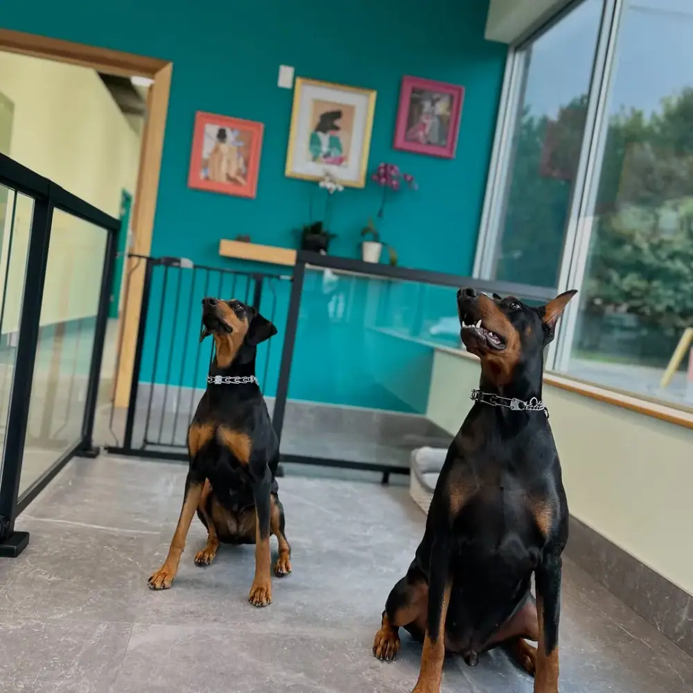 Furfresh vip pet grooming، عکس 2 از اینستاگرام