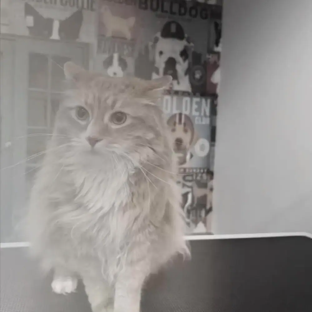 Furfresh vip pet grooming، عکس 3 از اینستاگرام