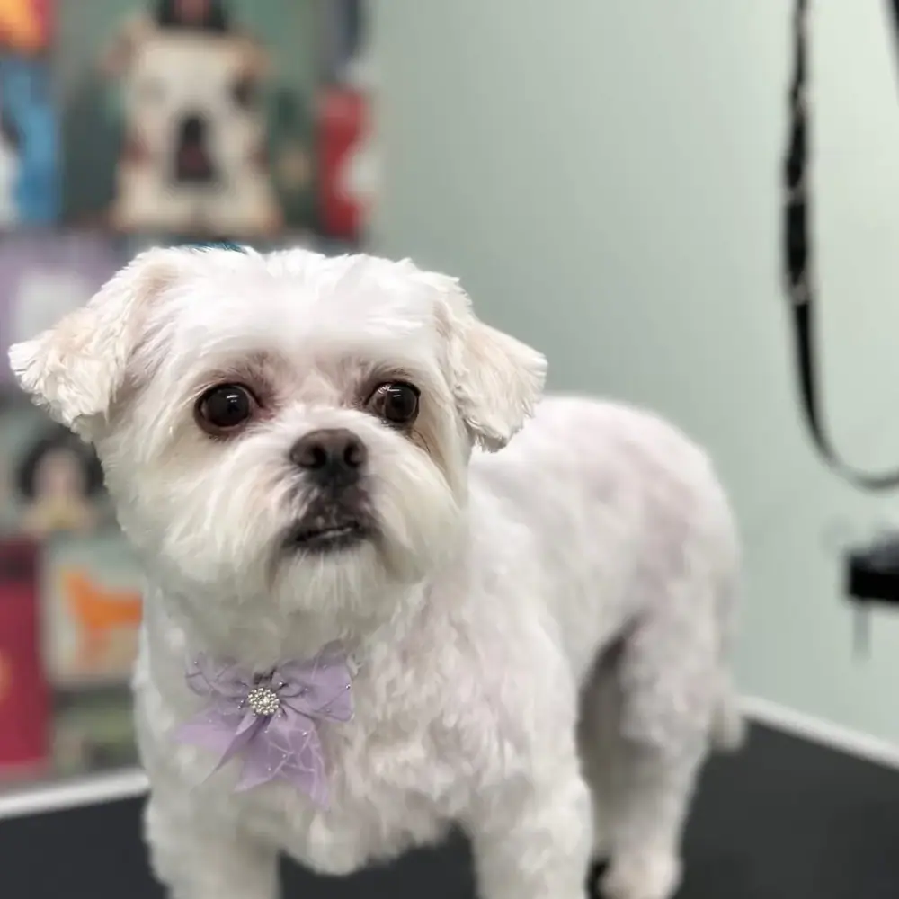 Furfresh vip pet grooming، عکس 4 از اینستاگرام
