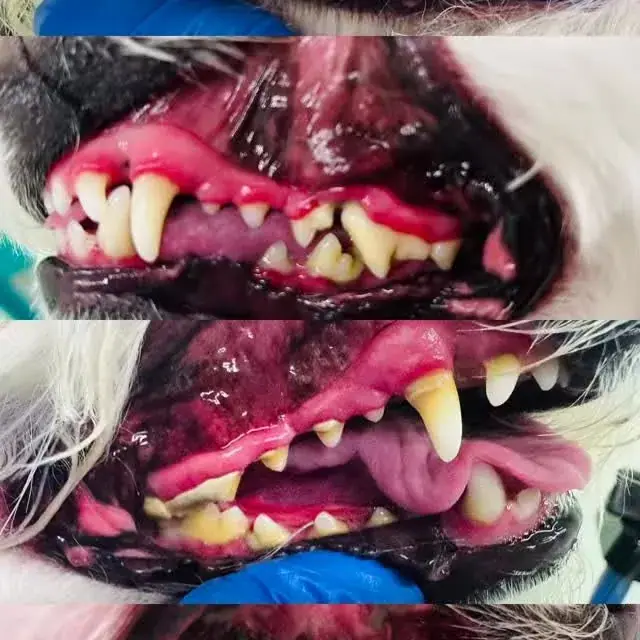 Furfresh vip pet grooming، عکس 5 از اینستاگرام